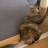 の写真