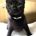 人馴れ抜群！賢い黒猫の女の子♀