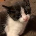ハチワレおとなし男の子です