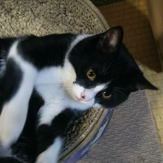 まるでワンコのようなにゃんこ