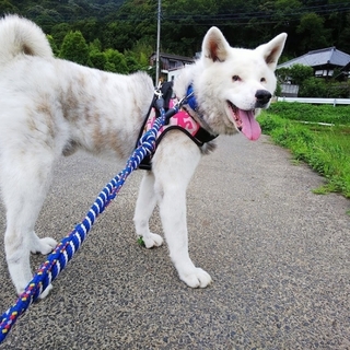 朗らかな秋田犬★全盲スバルくん。