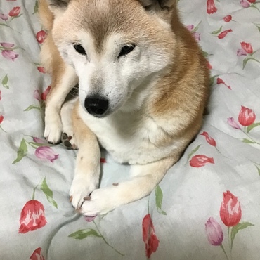 つゆくん♪お手紙ありがとう♡まだ痛いけど…安静にしてるよ⚠　　チャムままさん♪ありがとう♡痛いね(;O;)お互い早く良くなりますように❣