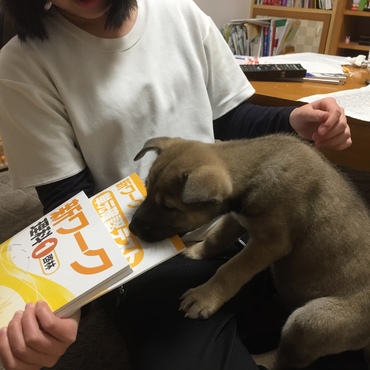 お姉ちゃんのテスト勉強のじゃまをしてます！1日目から寂しがる様子もなく、家族に近づいてしっぽふりふりニコニコしてました
