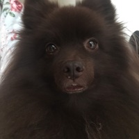 くま