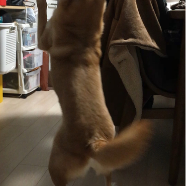 初めて4日家を空けたら大歓迎のお出迎えでした