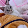 の写真