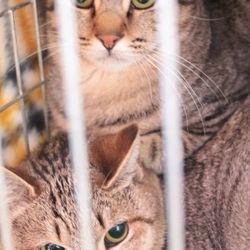 西那須野いぬねこ里親会 譲渡会