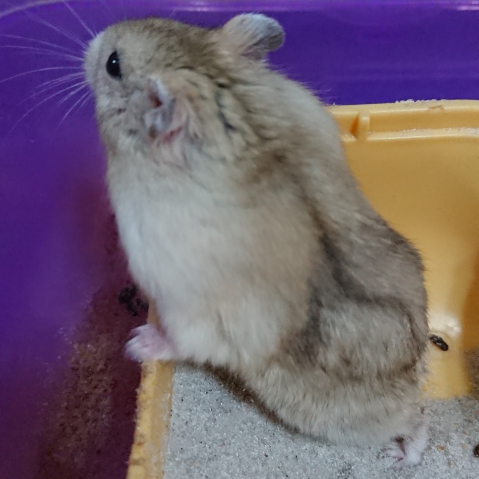 アントニオのカバー写真