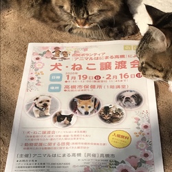 市民ボランティアアニマルアニマル高槻による犬・ねこ譲渡会