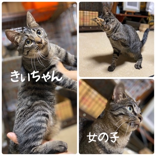 ミルクから育てた美人のきぃちゃん♡