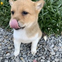 里親さま決まりました☆