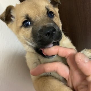 里親さま決まりました☆