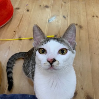 ずっとのおうちが決まりました