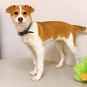 マーキングなし♪ 生後５か月の子犬（男の子♂）