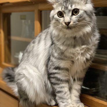 そこは入っては行けないキッチンですけど？