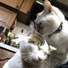 ろとの飼い主