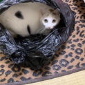 投げたおもちゃを持ってくる可愛い子！