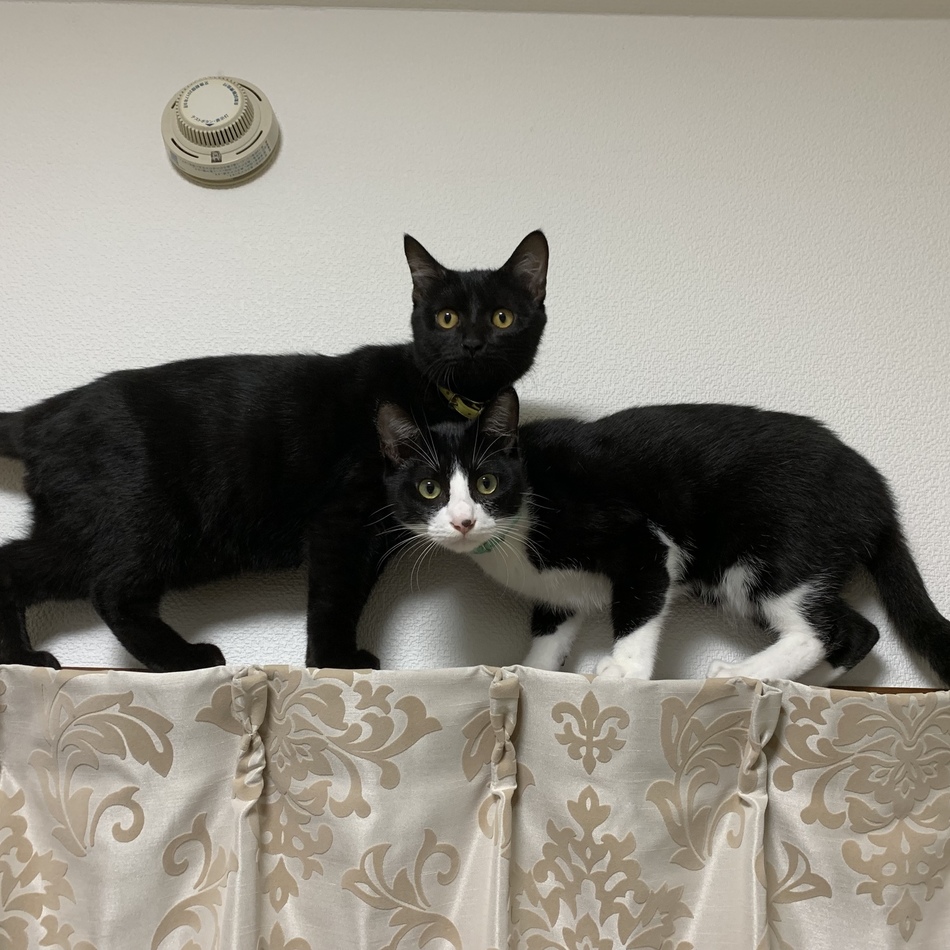 くまのカバー写真