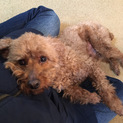 オスのトイプードル（6歳）
