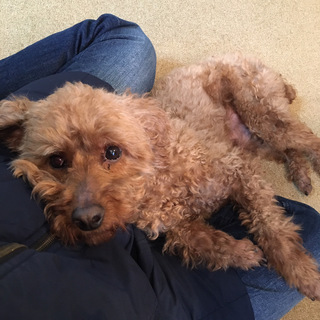 オスのトイプードル（6歳）