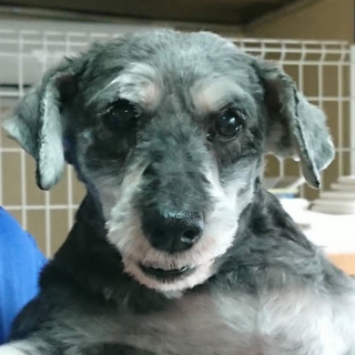 すくも）いつでも静かに隣でアピールの甘えん坊❤