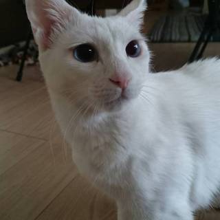 里親決定！ありがとうございました^ ^