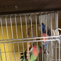 コザクラインコ　二羽