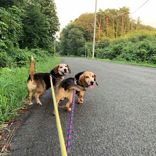 ビーグルmixの親子！新しい家族を待っています。