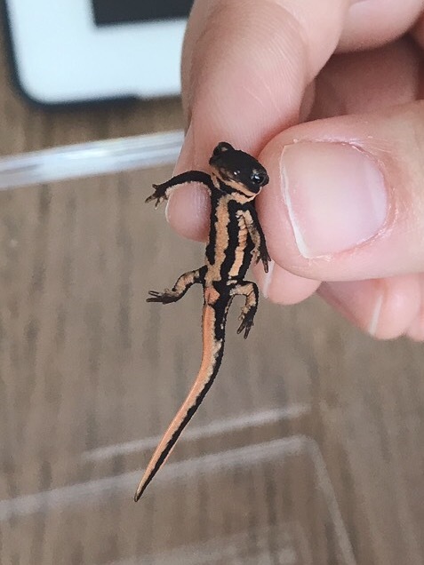 京都産アカハライモリ幼体 大阪府 爬虫類 他の里親募集 ペットのおうち 月間利用者150万人 京都産アカハライモリ幼体 大阪府 爬虫類 他の里親募集 ペットのおうち 月間利用者150万人