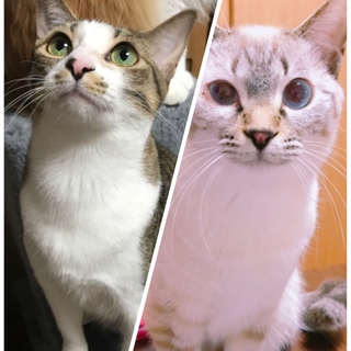 仲良し姉妹のチロリ&チャムリ