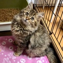 ビジューちゃん、里親様決定しました。