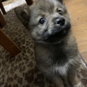 可愛い雑種の子犬