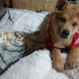 ワンが大好きな男子