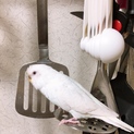 アルビノ セキセイインコ　ライちゃん♡