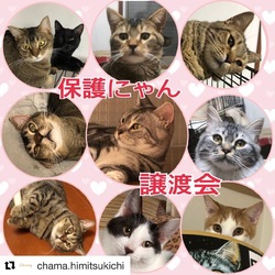 上尾市内定期譲渡会