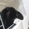 真っ黒な毛並みが綺麗なミニロップ♀