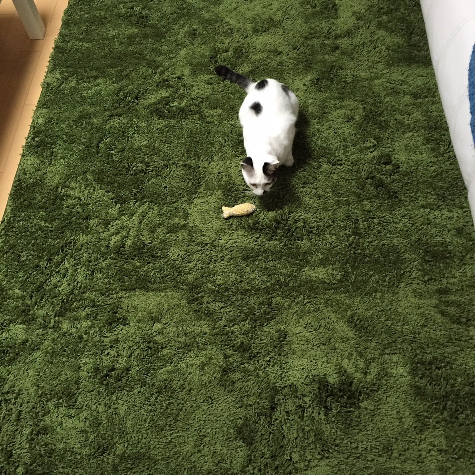 きょうこのカバー写真