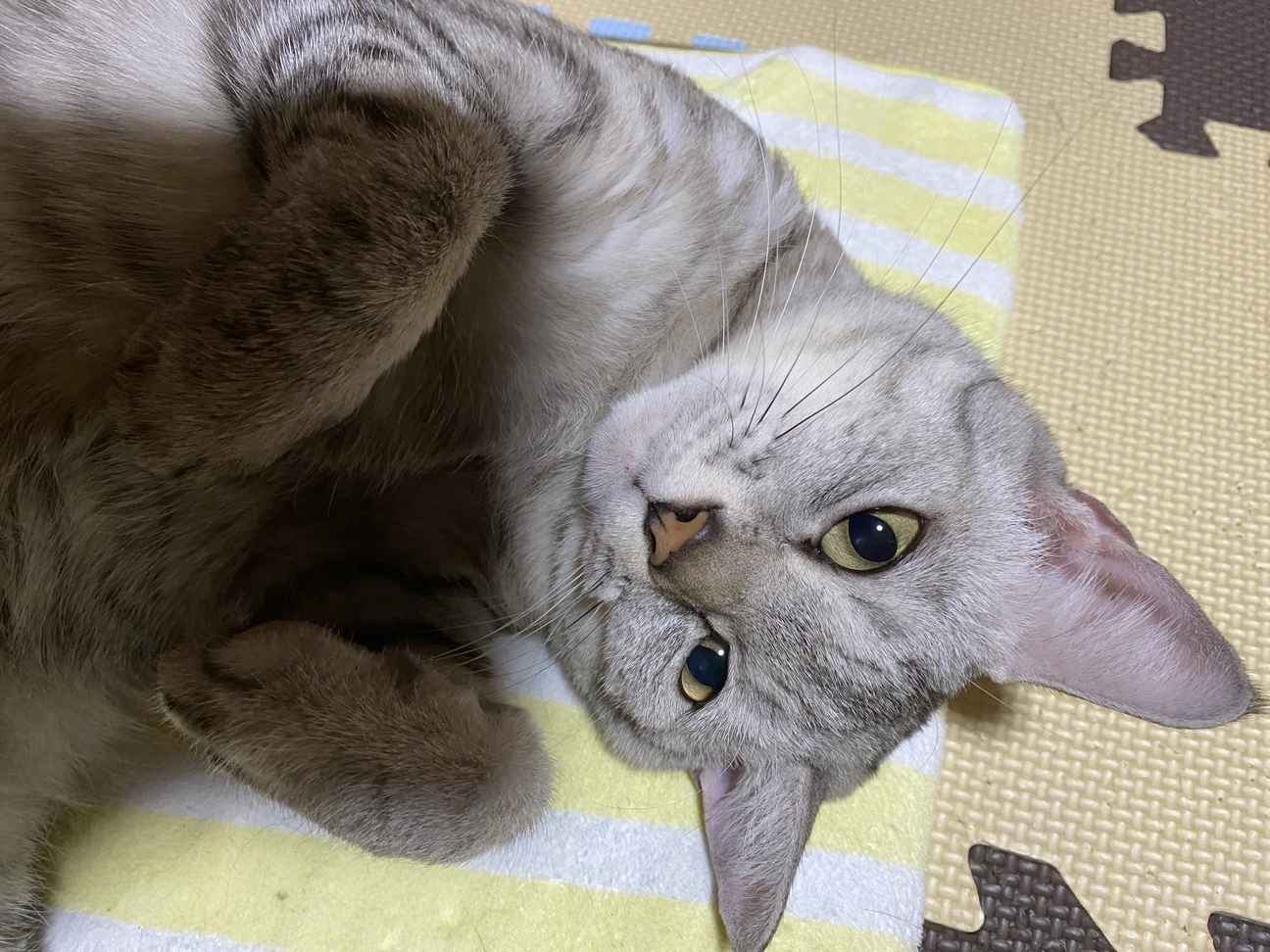 ちょこ