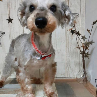 まつしげ）ベビーフェイスの可愛いおじちゃま♪