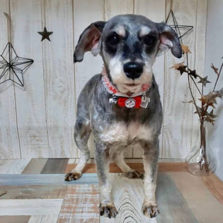 かすみ）おしとやかで知的な美シュナ