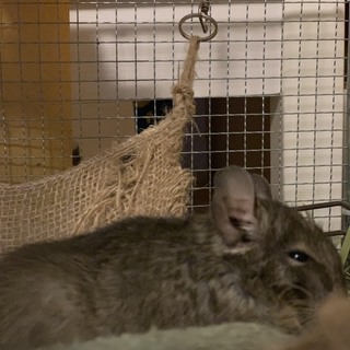 デグーブルー　オス一匹メス二匹