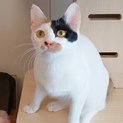 オモチャ大好き白ミケのブレア