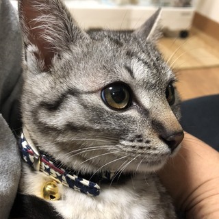 ありがとうございます