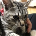 ありがとうございます
