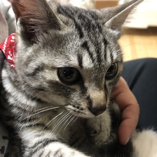 ありがとうございます