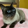 タッキー　　２歳前後のシャム風の男の子