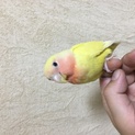 コザクラインコさんの里親募集