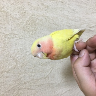 コザクラインコさんの里親募集