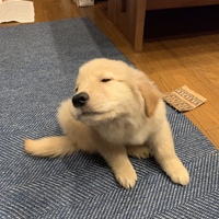 メル