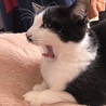 ゆんねこちゃん